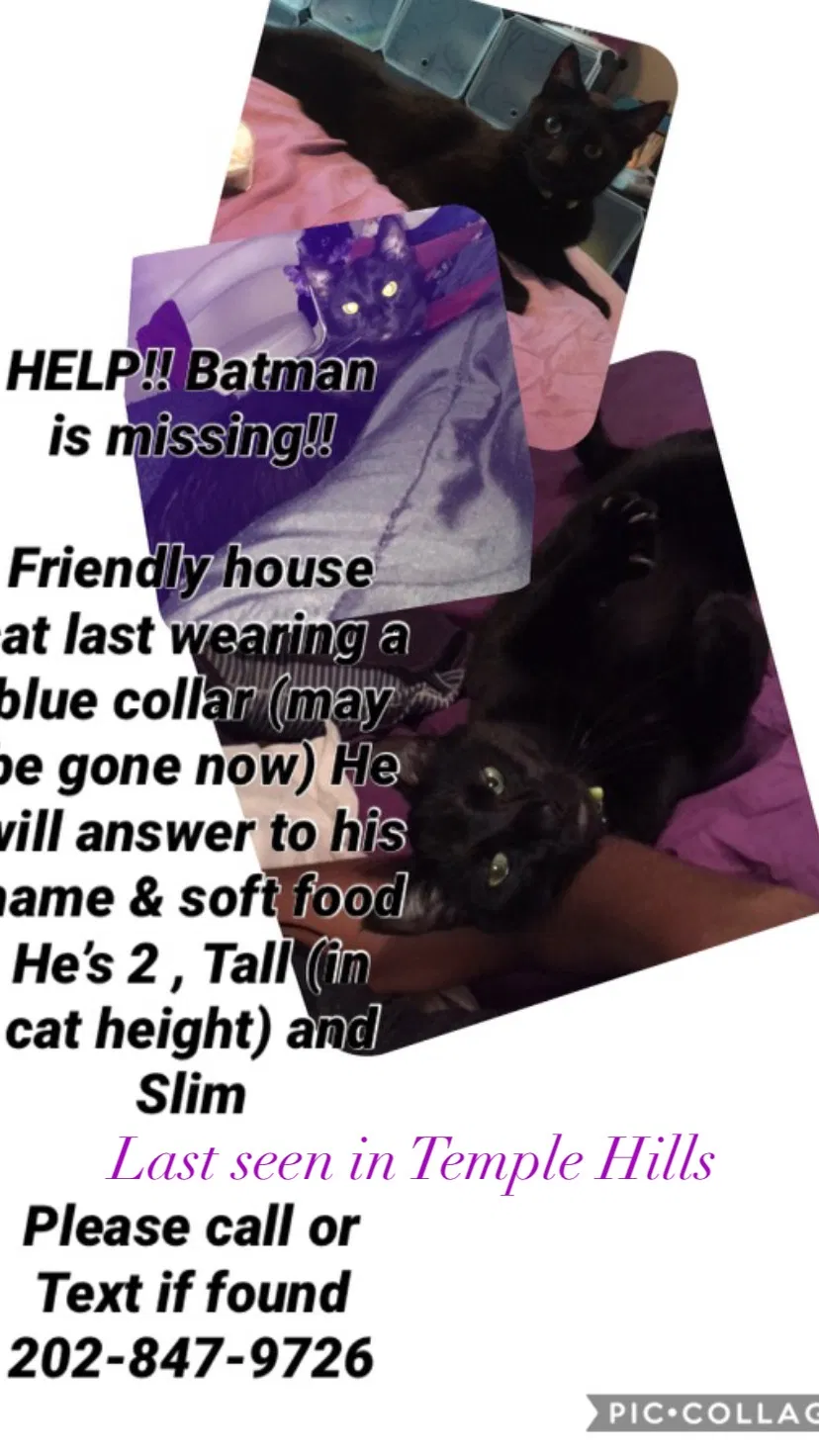 Lost cat in Temple Hills, MD, 20748