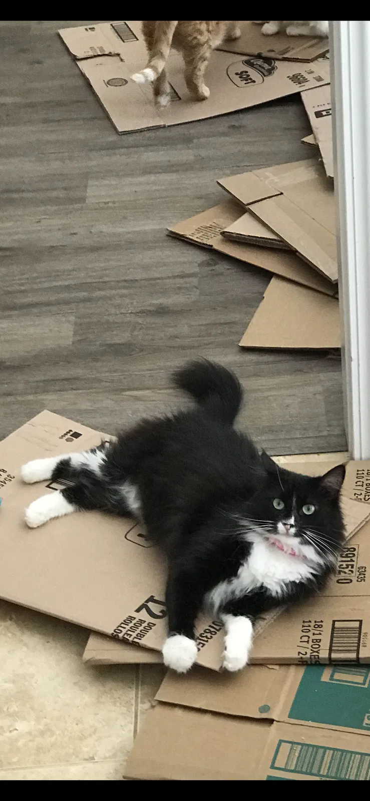 Lost cat in Gulfport, MS, 39503
