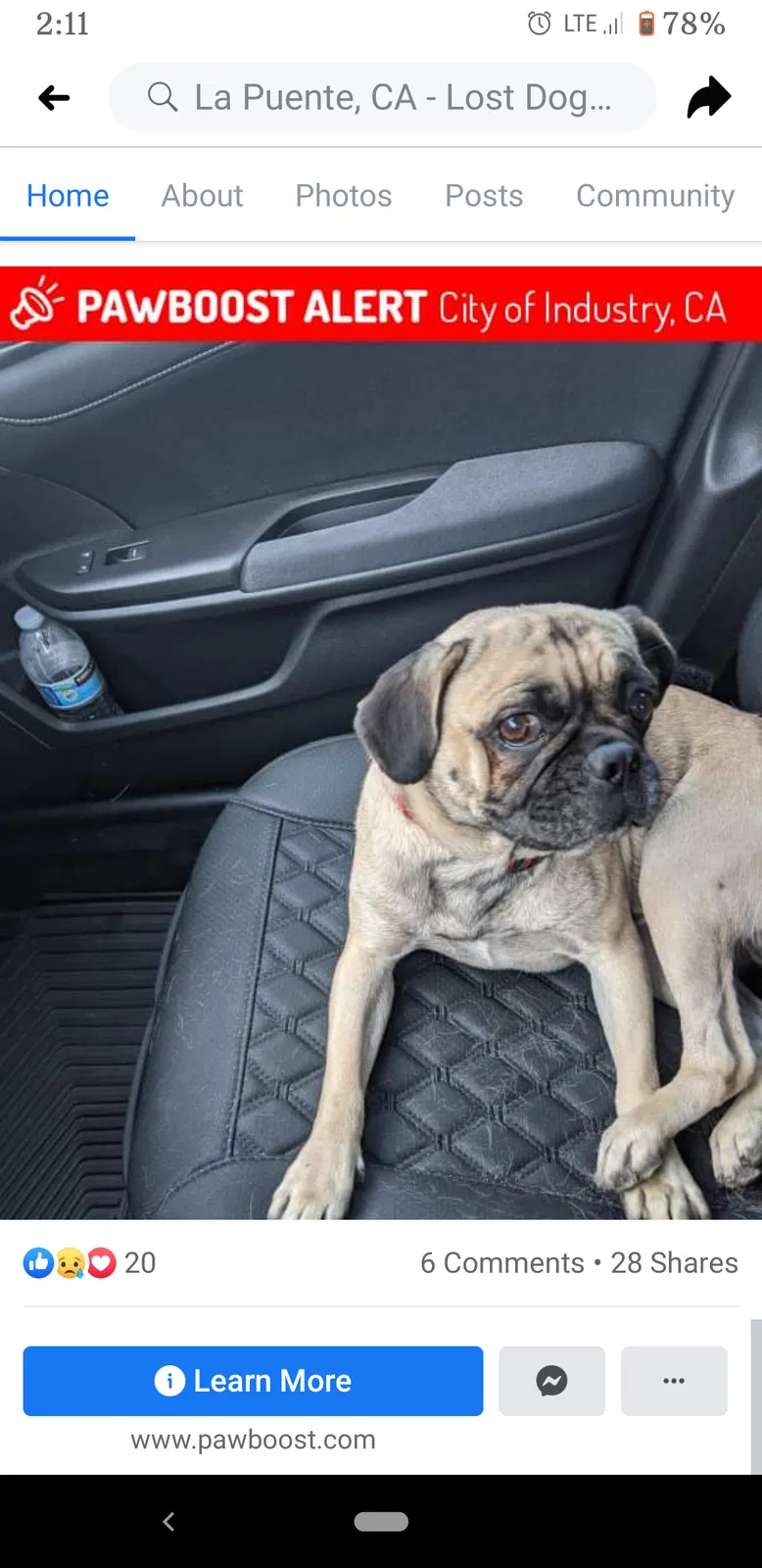 Lost dog in La Puente, CA, 91746