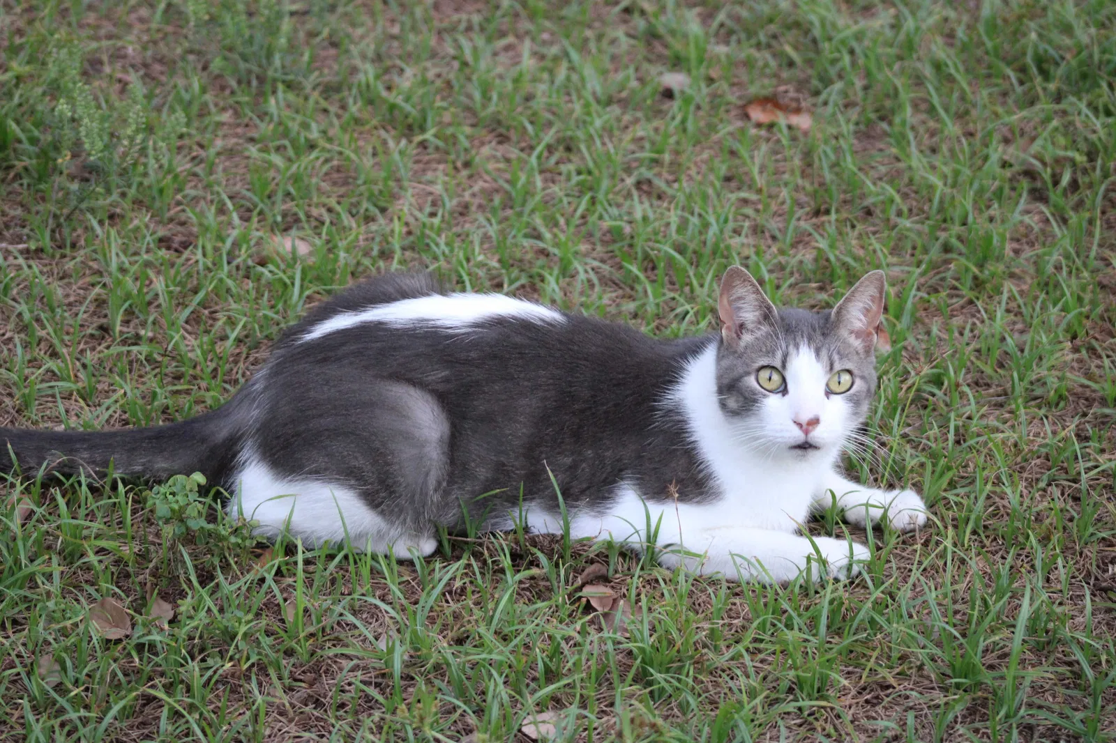 Lost cat in Ormond Beach, FL, 32174