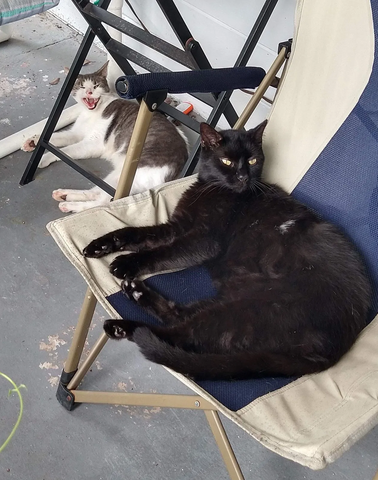 Lost cat in Ormond Beach, FL, 32174