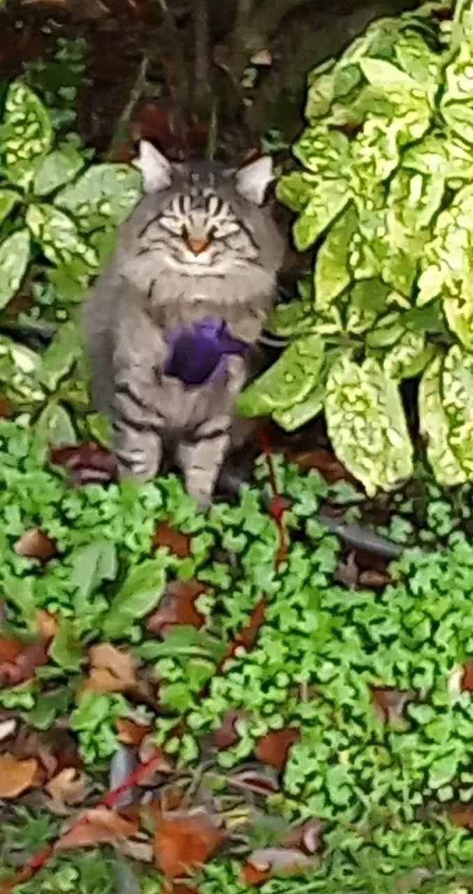 Lost cat in Unknown, OR, 97508