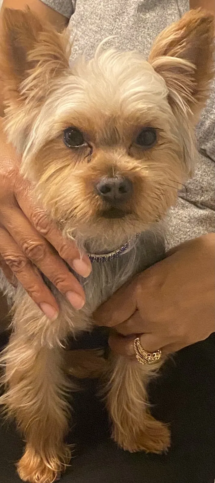 Lost dog in Ocoee, FL, 34761