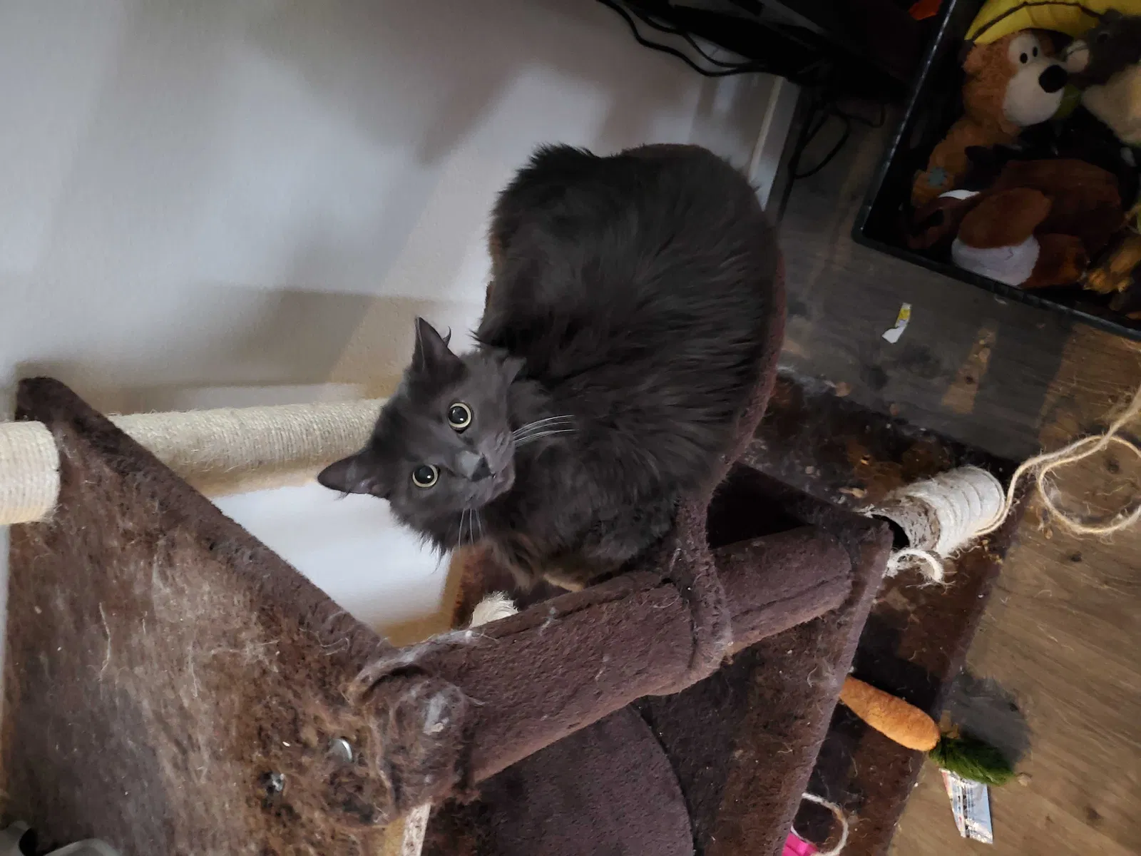 Lost cat in Marysville, WA, 98270