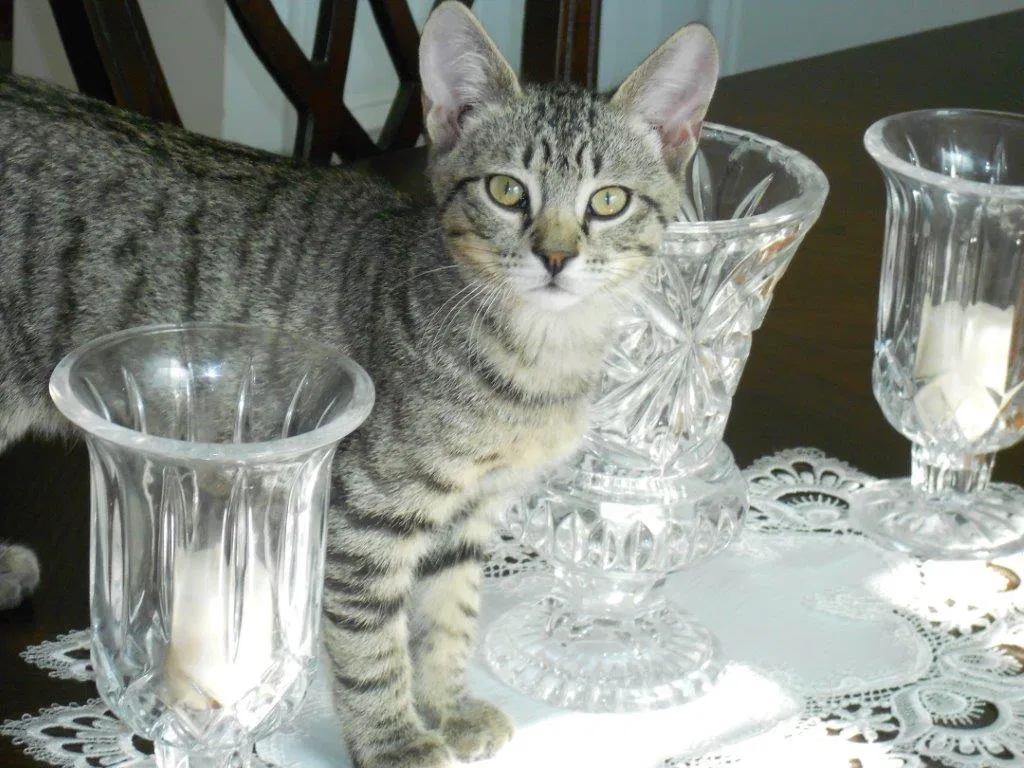 Lost cat in Columbus, GA, 31907