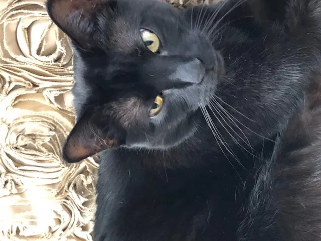 Lost cat in South Orange, NJ, 7079