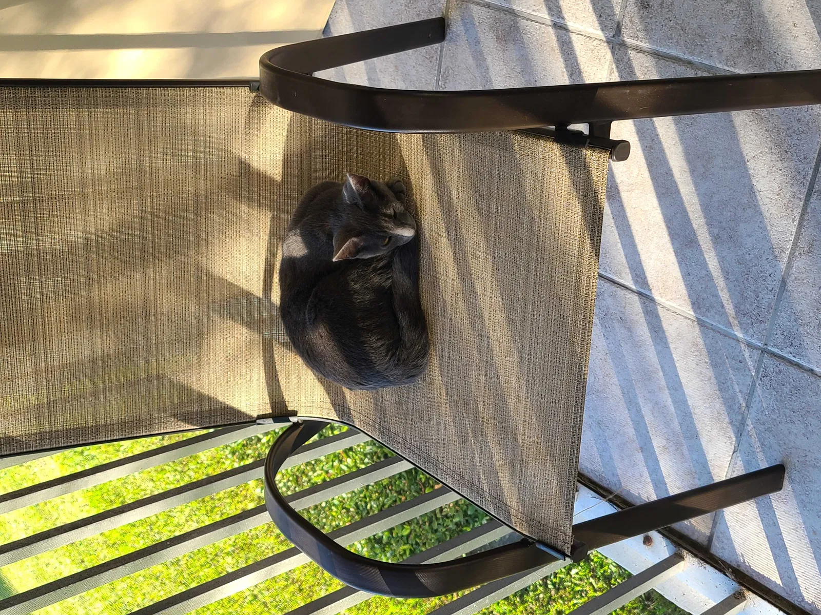 Lost cat in Pompano Beach, FL, 33065
