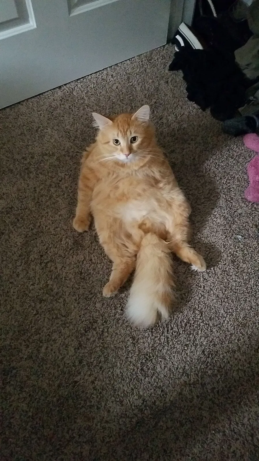 Lost cat in Portsmouth, VA, 23703