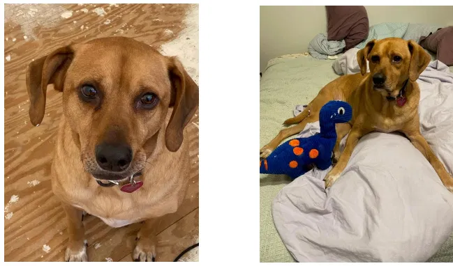 Lost dog in Canton, MI, 48187