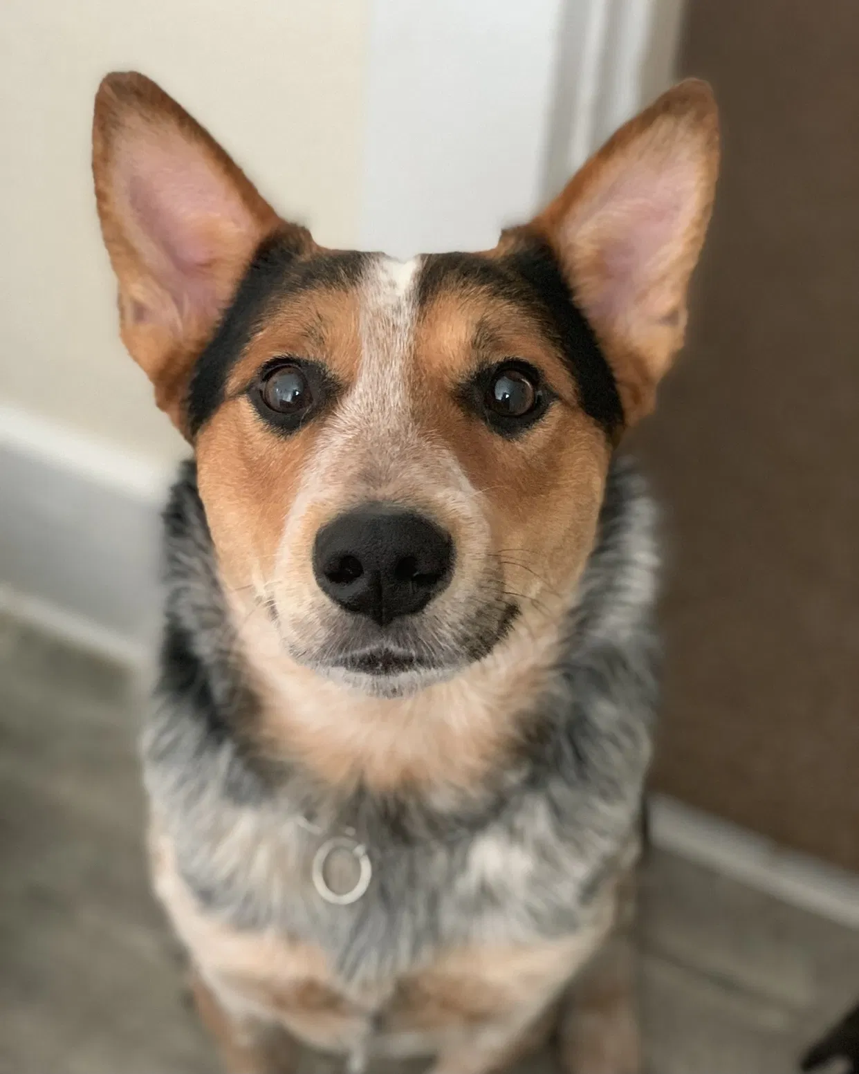 Lost dog in Holly, MI, 48442