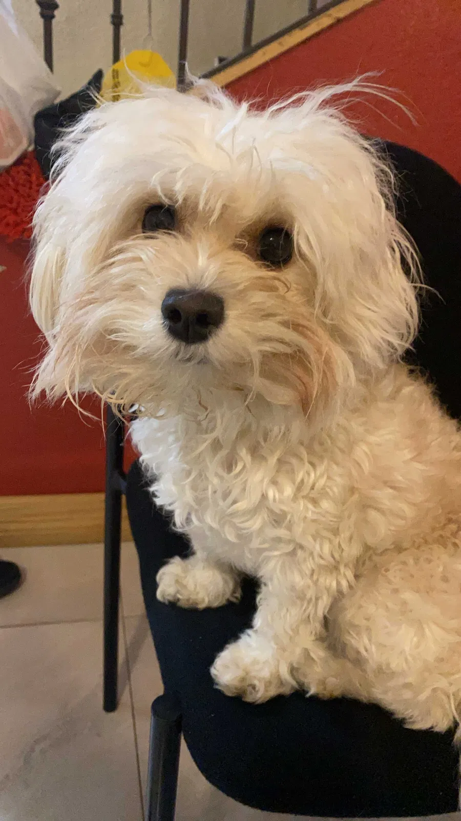 Lost dog in Mcallen, TX, 78503