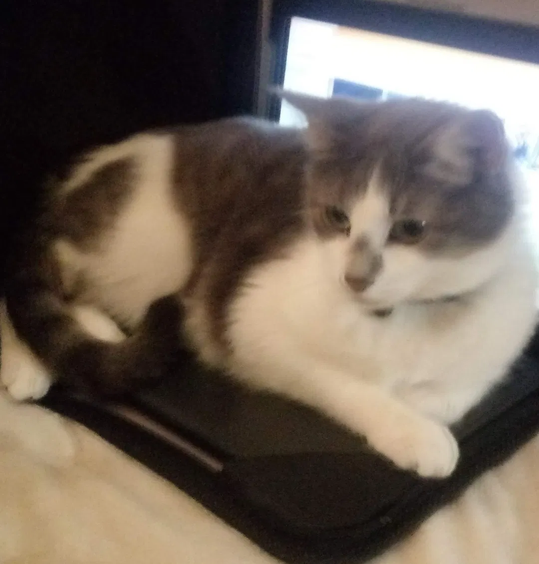 Lost cat in Pryor, OK, 74361