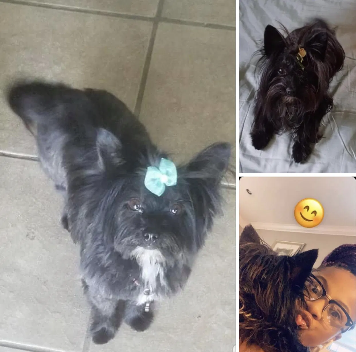 Lost dog in Randallstown, MD, 21133