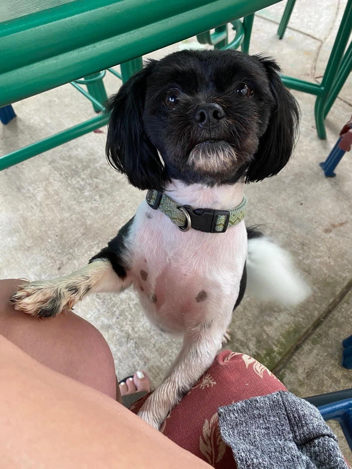 Lost dog in Youngstown, OH, 44512