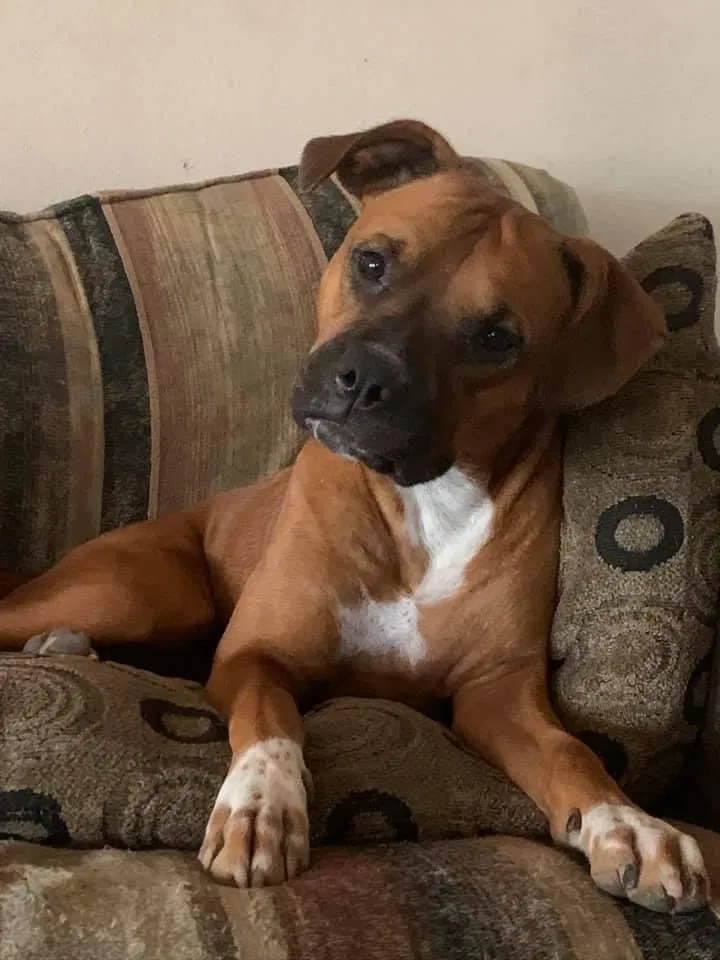 Lost dog in Tucson, AZ, 85743