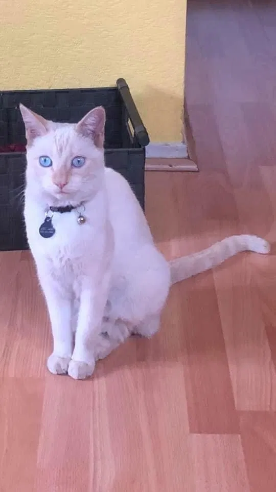 Lost cat in Riverbank, CA, 95367
