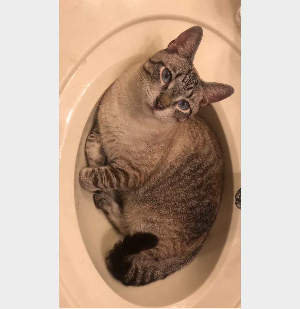 Lost cat in Miami, FL, 33173