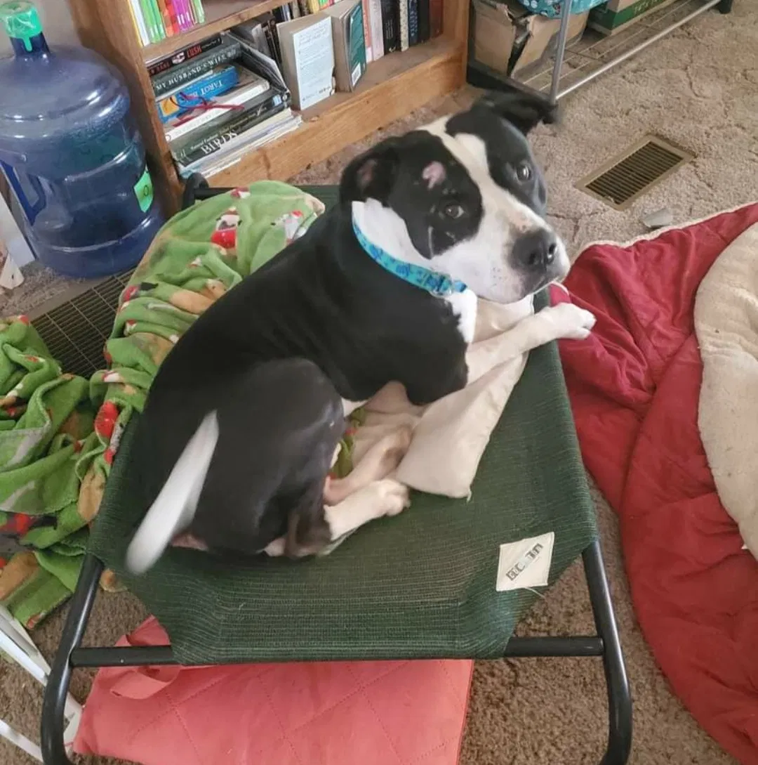 Lost dog in Tucson, AZ, 85735