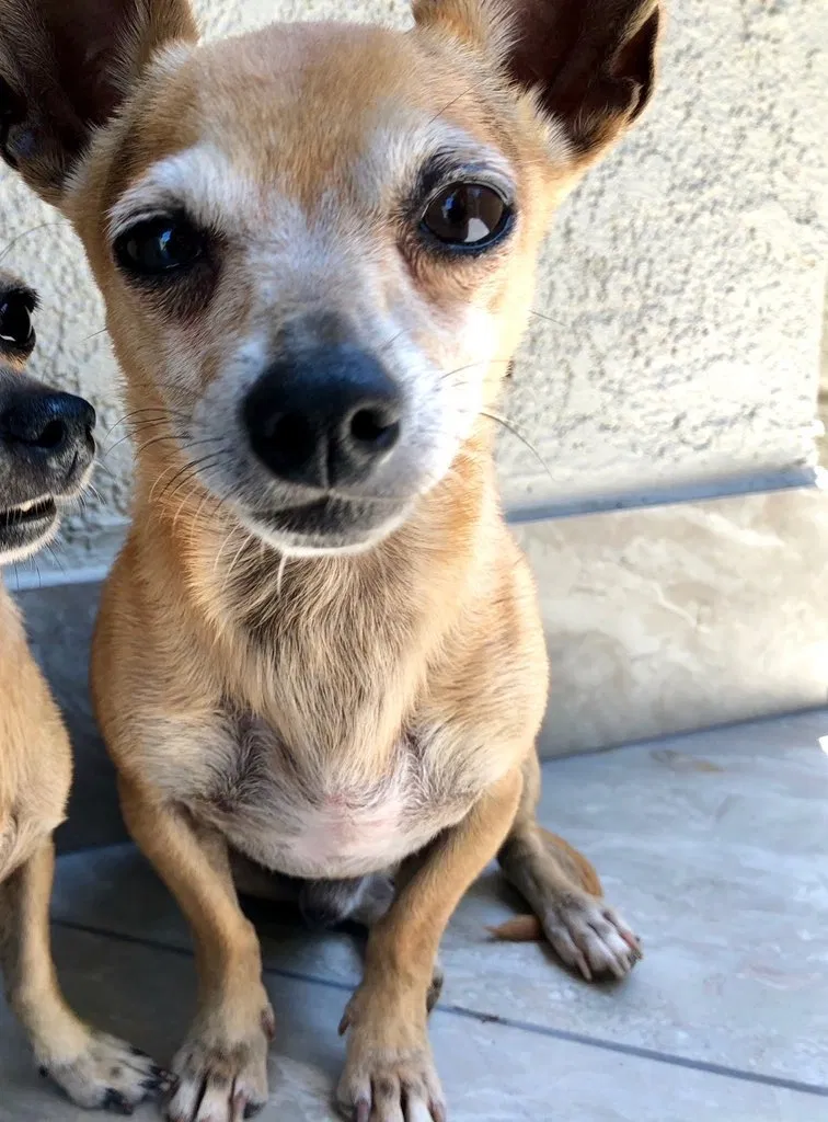 Lost dog in Maywood, CA, 90270