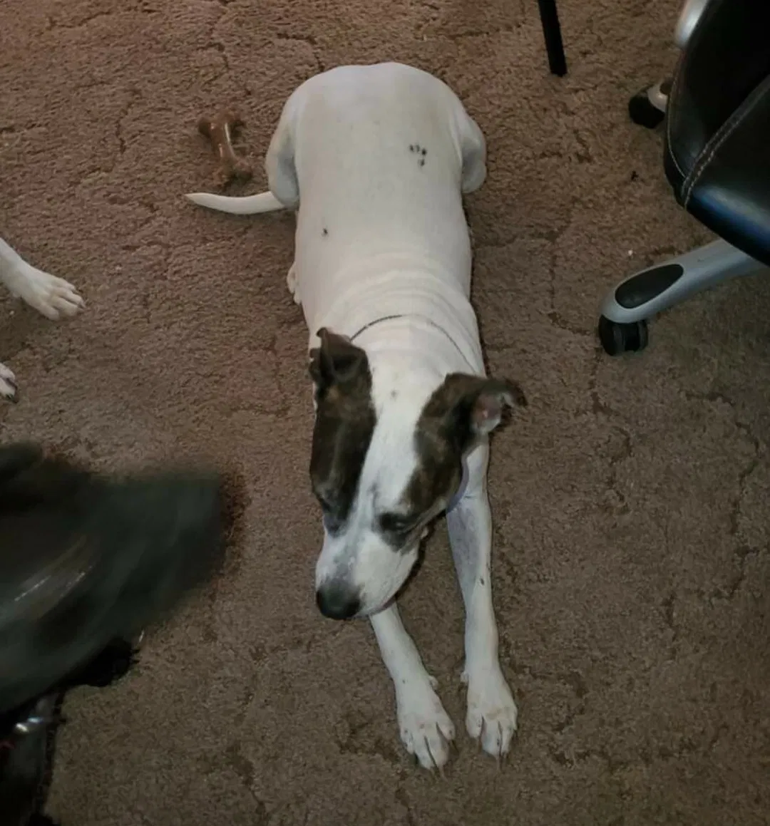Lost dog in Tucson, AZ, 85735