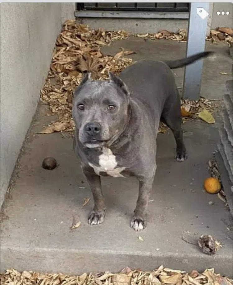 Lost dog in Sacramento, CA, 95831