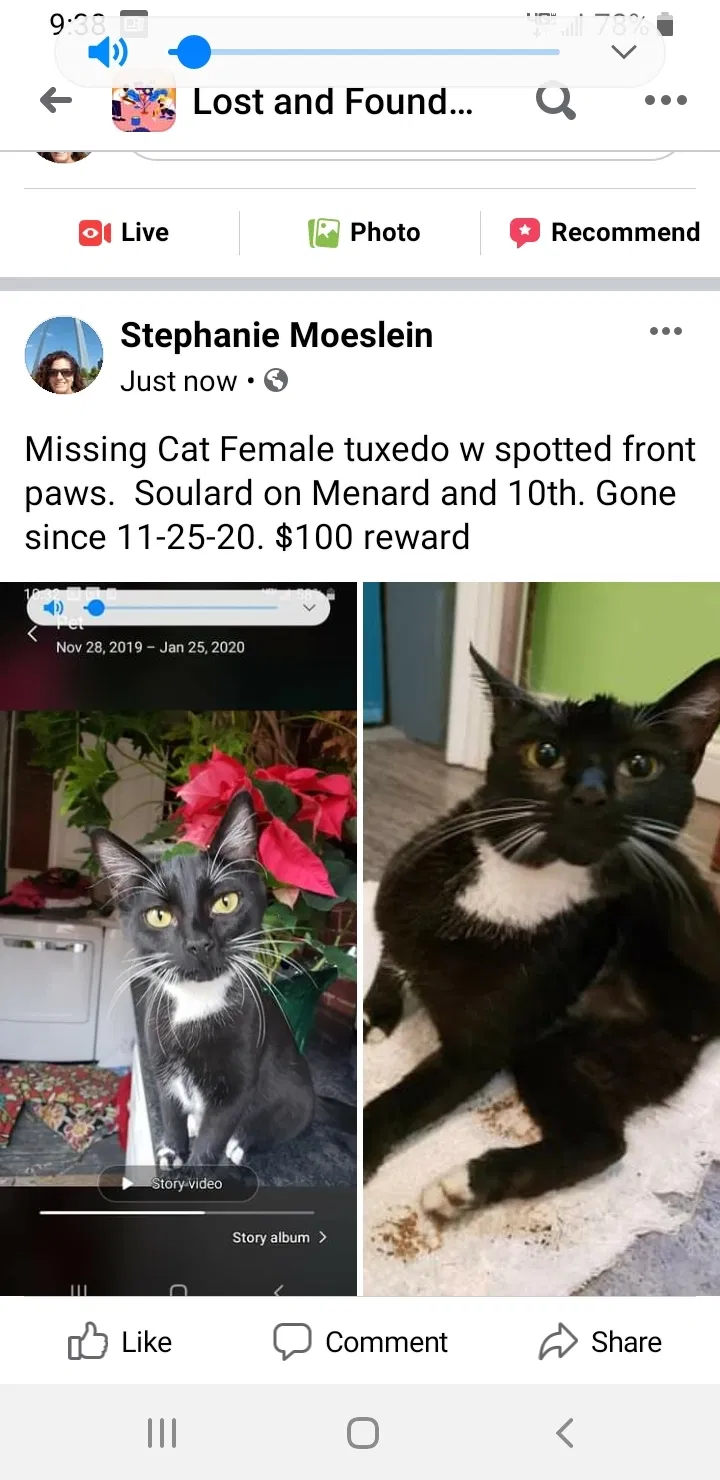 Lost cat in Saint Louis, MO, 63104