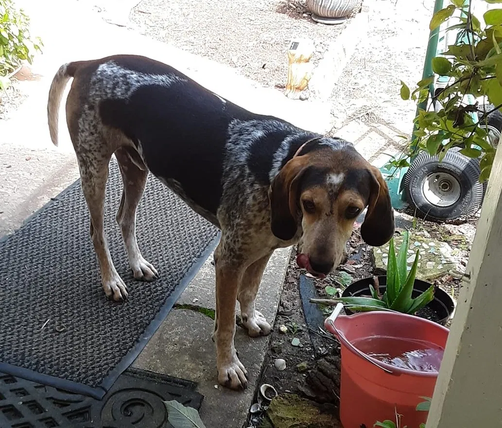Lost dog in Hendersonville, NC, 28792