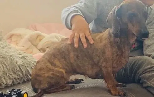Lost dog in Phoenix, AZ, 85008