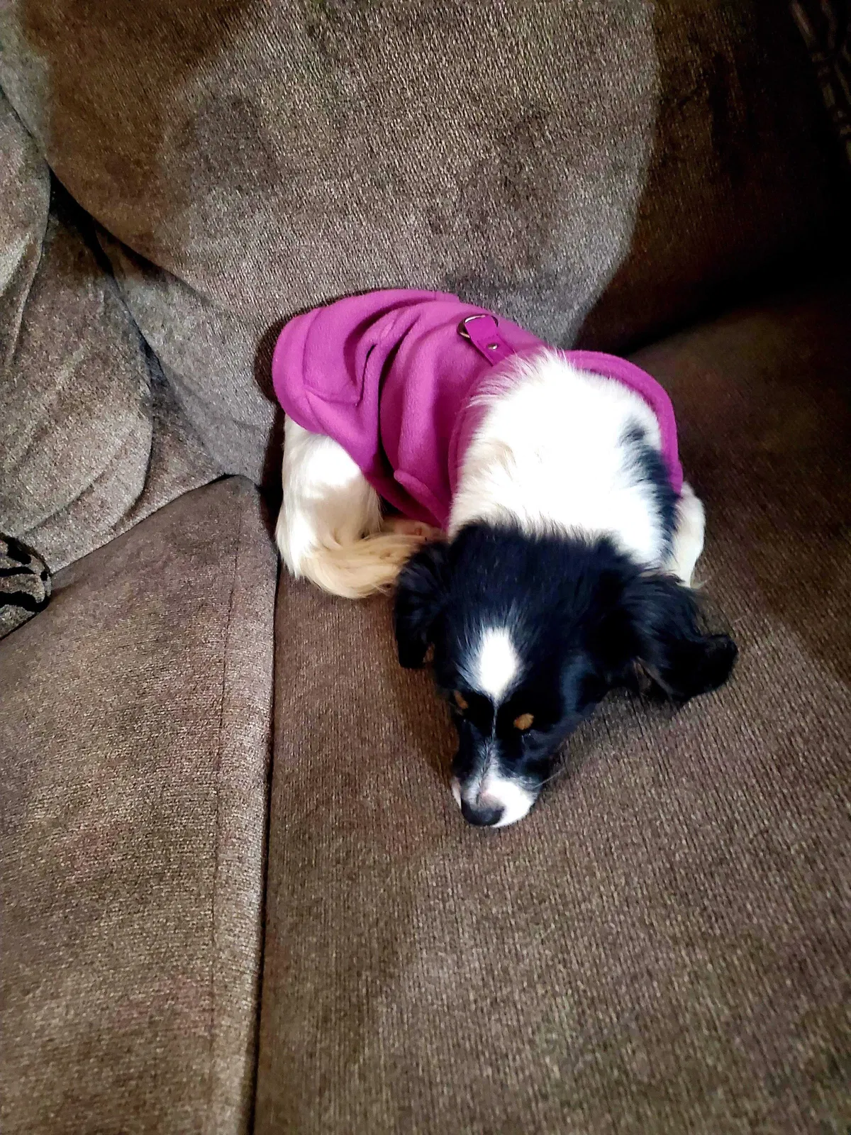 Lost dog in San Bernardino, CA, 92408