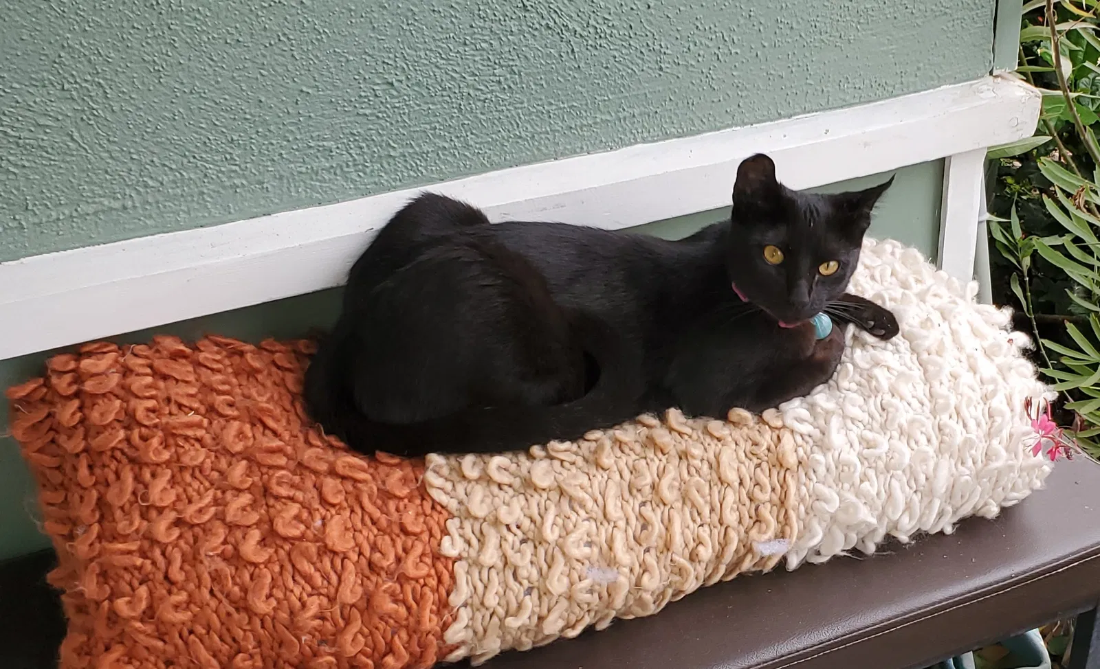 Lost cat in Santa Ana, CA, 92705