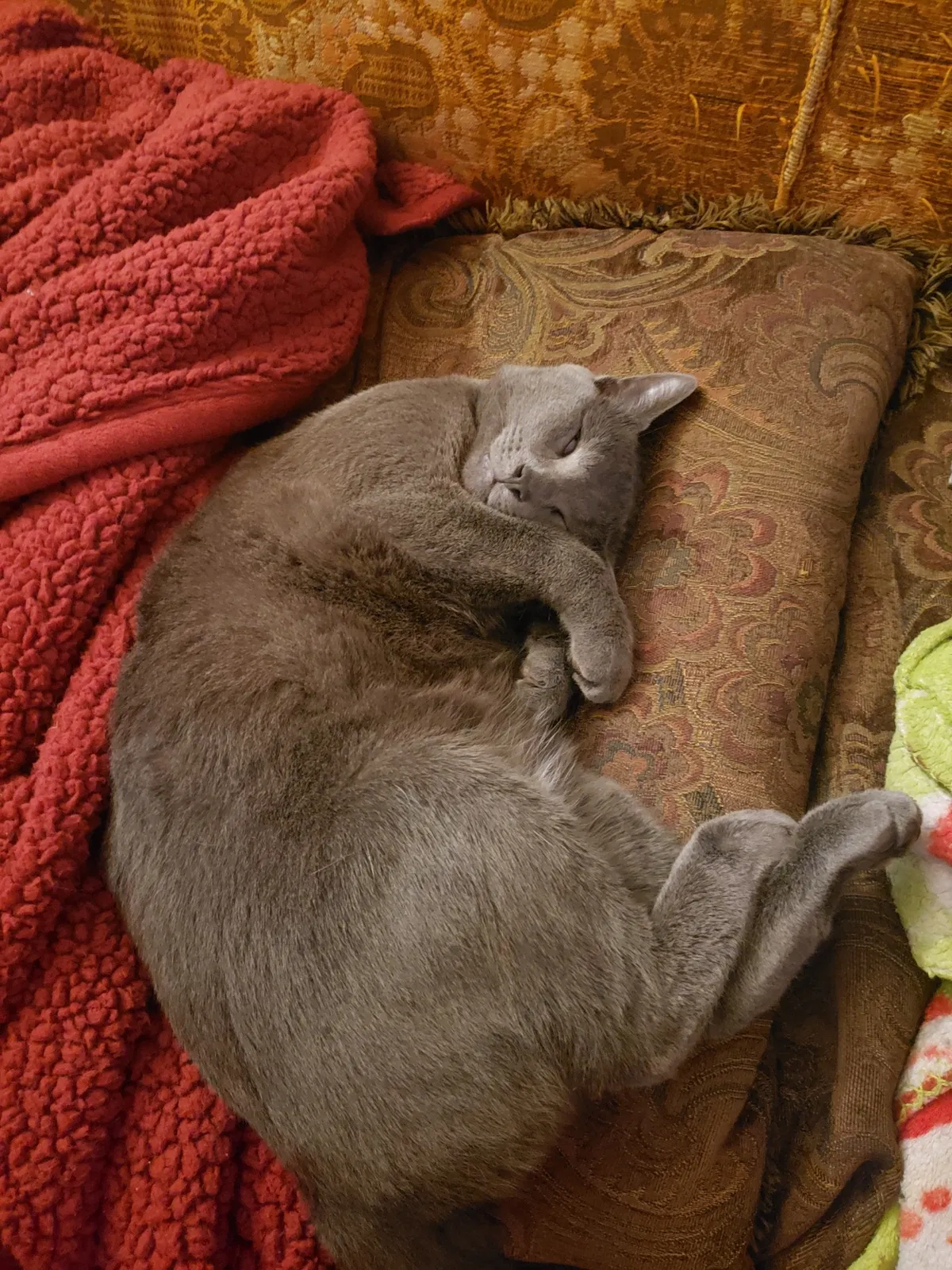 Lost cat in Charlotte, NC, 28217