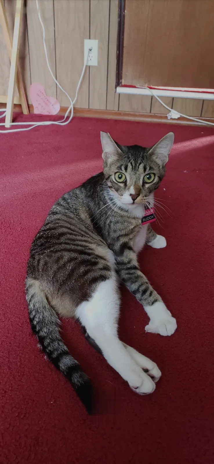 Lost cat in Monterey, CA, 93940