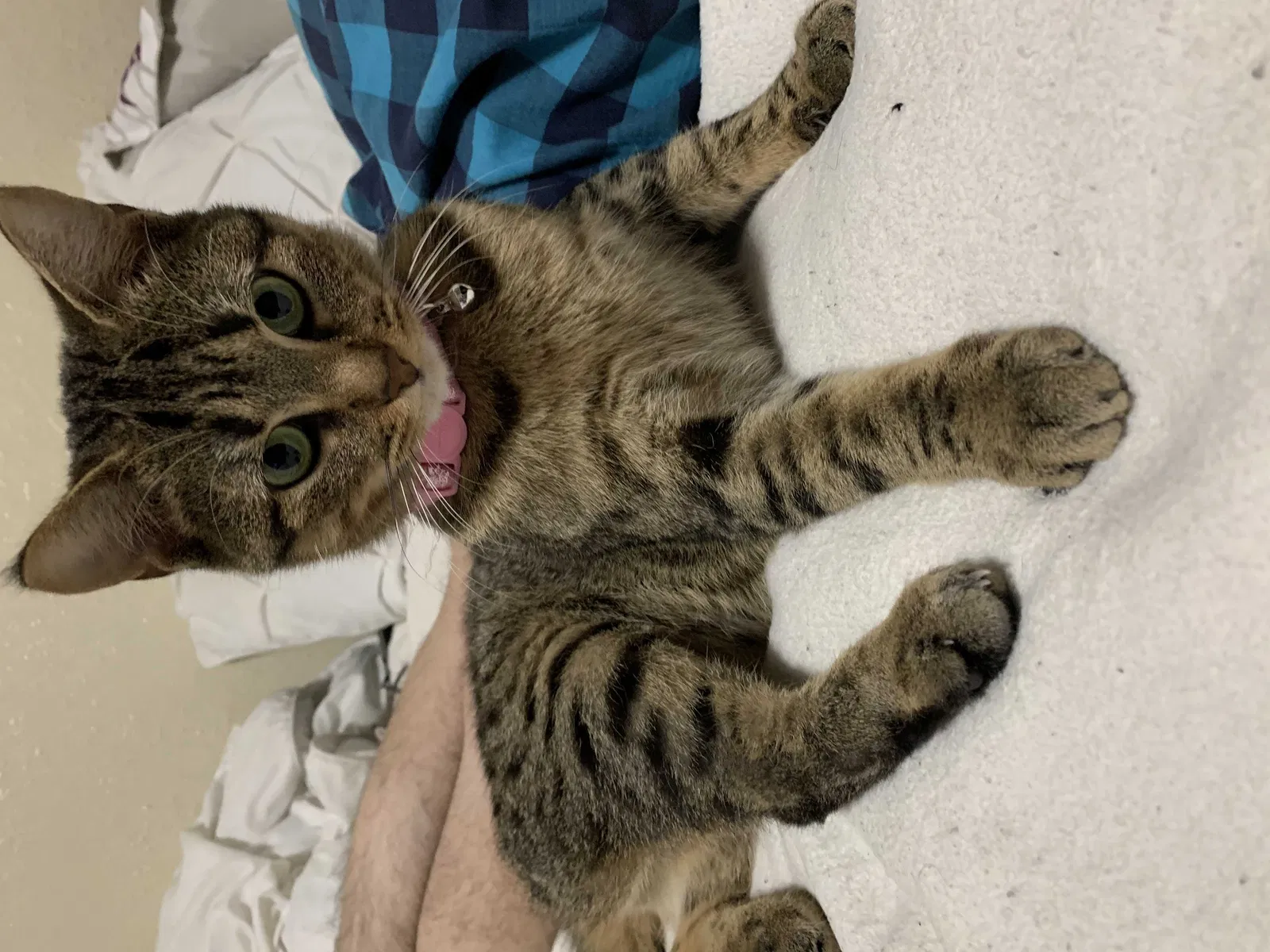 Lost cat in Shreveport, LA, 71115