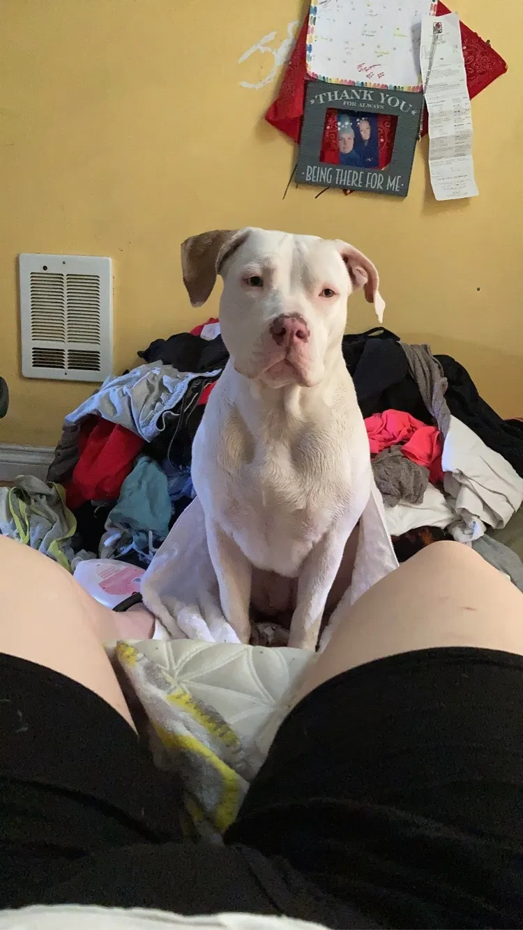 Lost dog in Spokane, WA, 99217