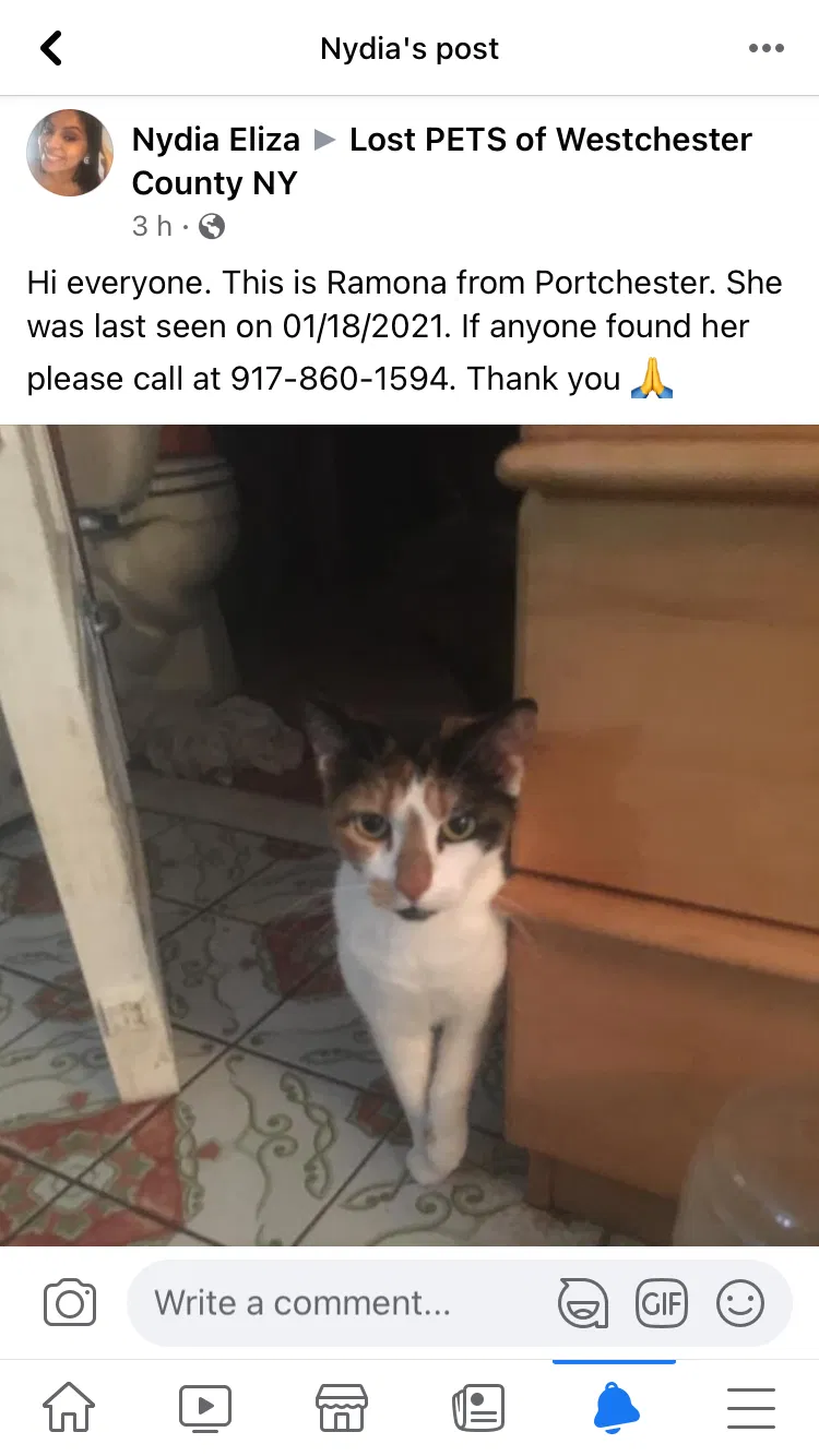 Lost cat in Port Chester, NY, 10573
