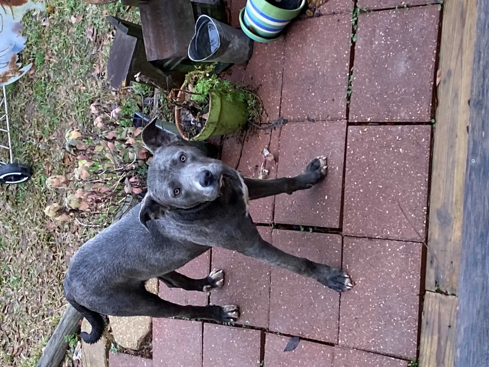 Found dog in Mc Call Creek, MS, 39647