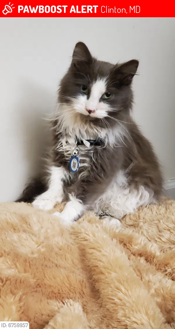 Lost cat in Clinton, MD, 20735