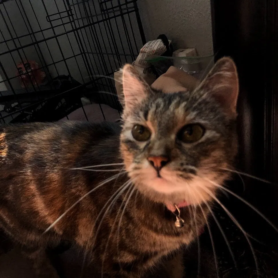 Lost cat in Garland, TX, 75040