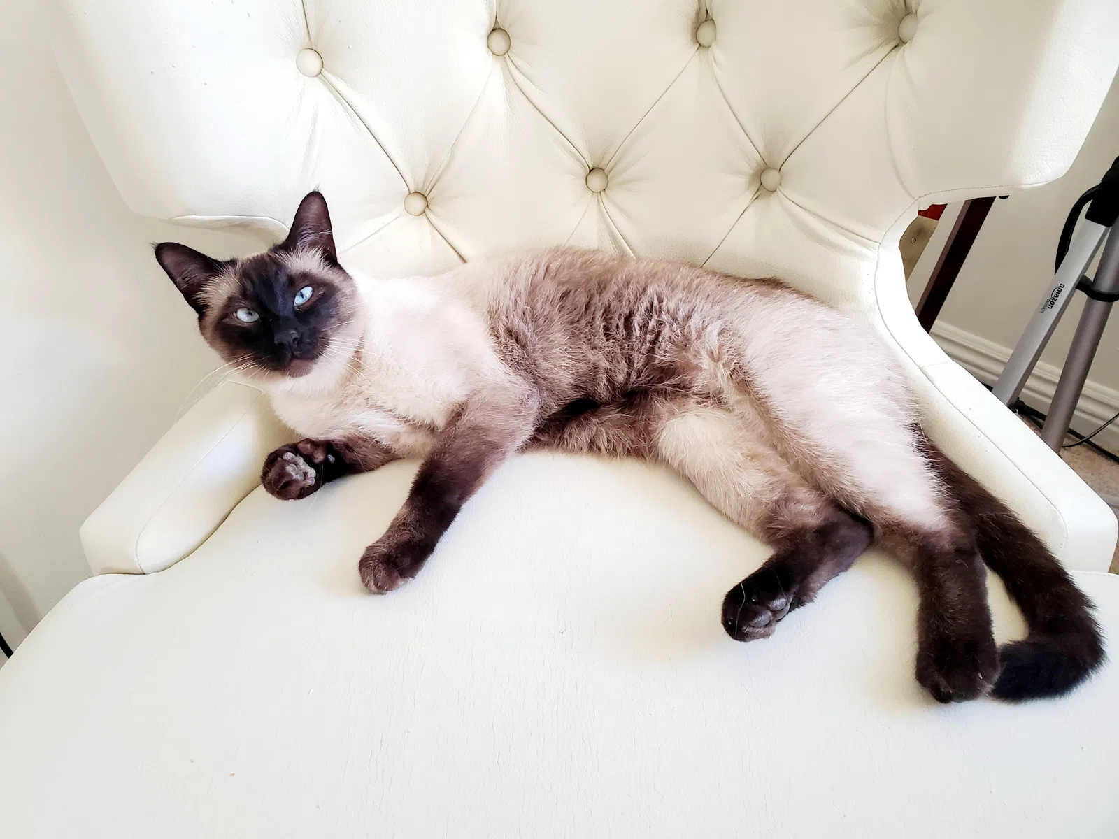 Lost cat in Thousand Oaks, CA, 91362