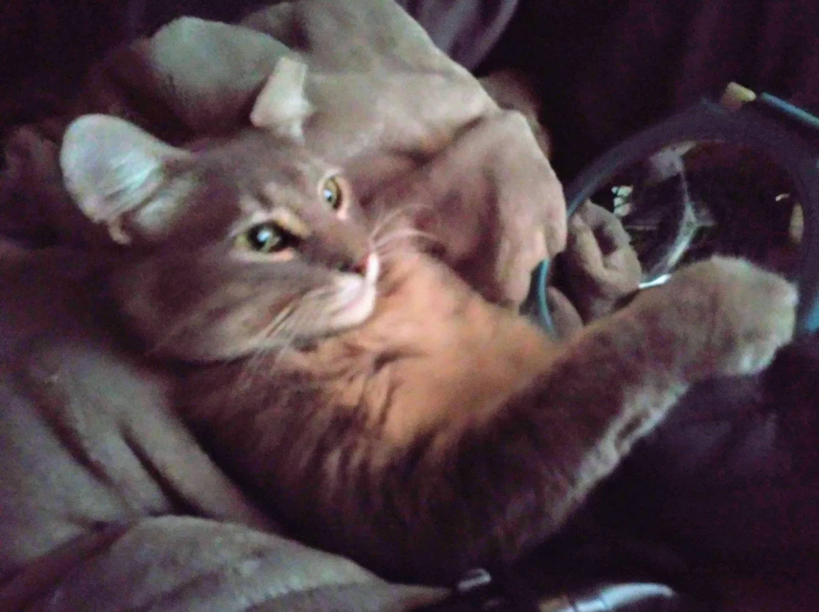 Lost cat in Lodi, CA, 95240
