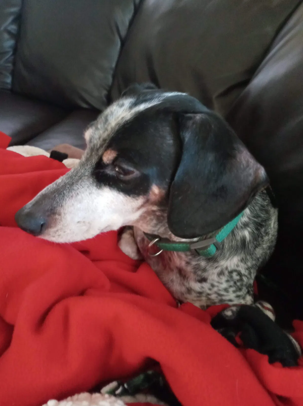 Lost dog in Peoria, IL, 61605