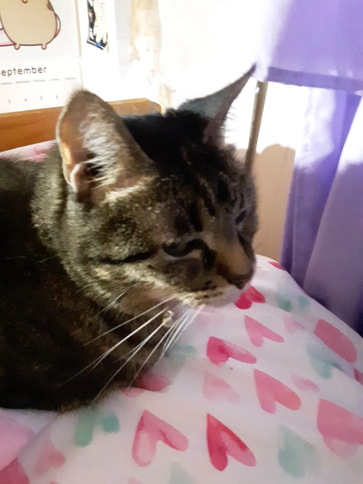 Lost cat in Webberville, MI, 48892