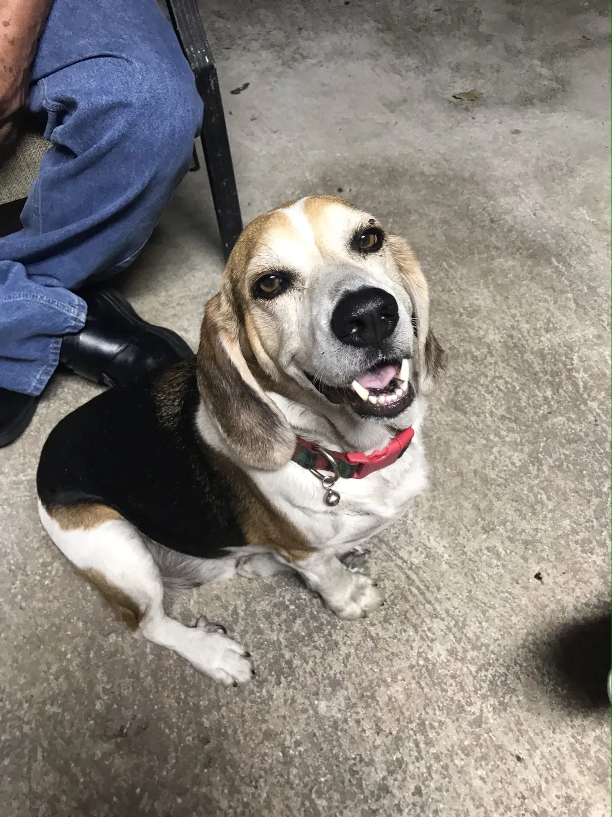 Lost dog in Miami, FL, 33127