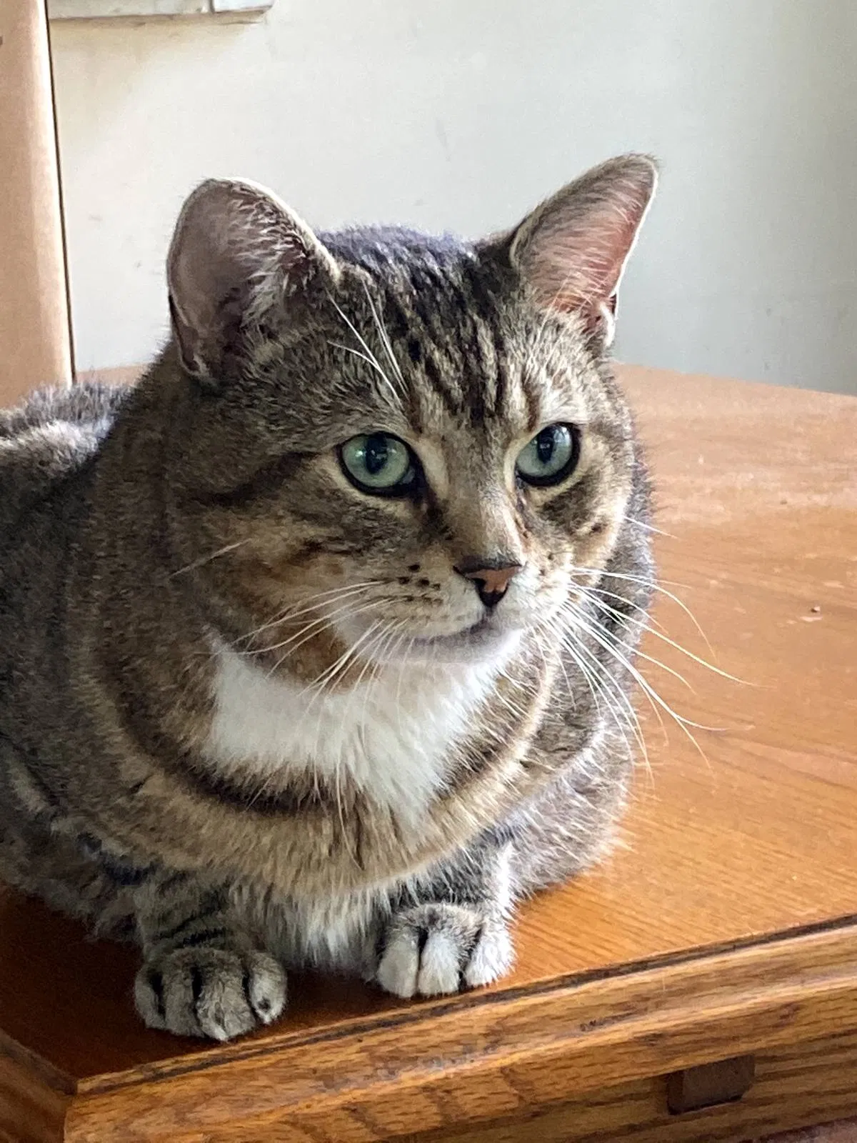 Lost cat in Hagerstown, MD, 21742