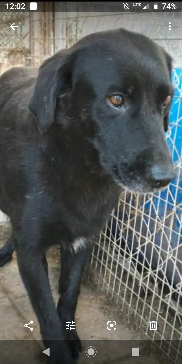 Lost dog in Section, AL, 35771
