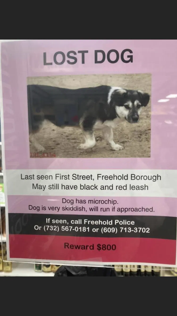 Lost dog in Freehold, NJ, 7728