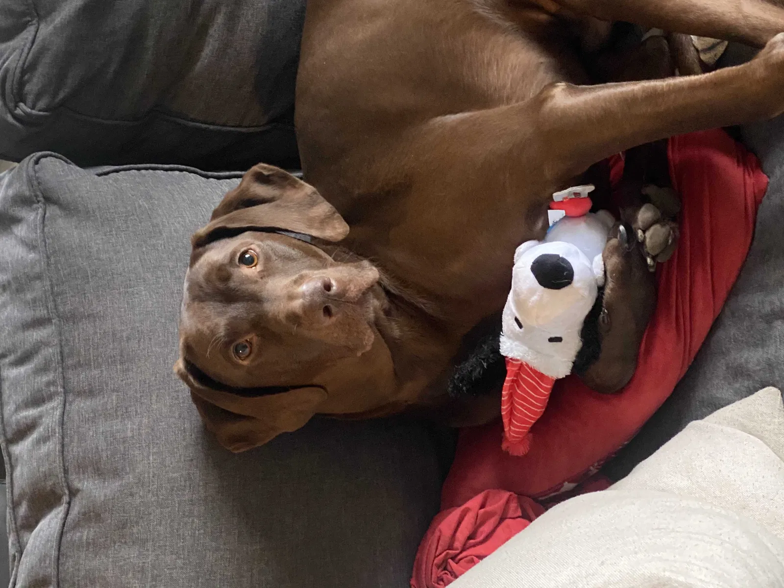 Lost dog in Euless, TX, 76039