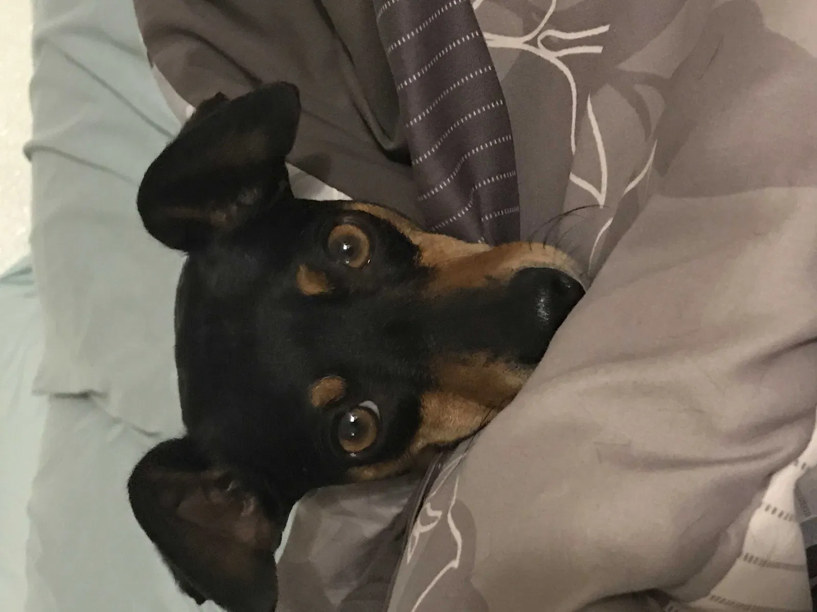 Lost dog in Spring Valley, CA, 91976