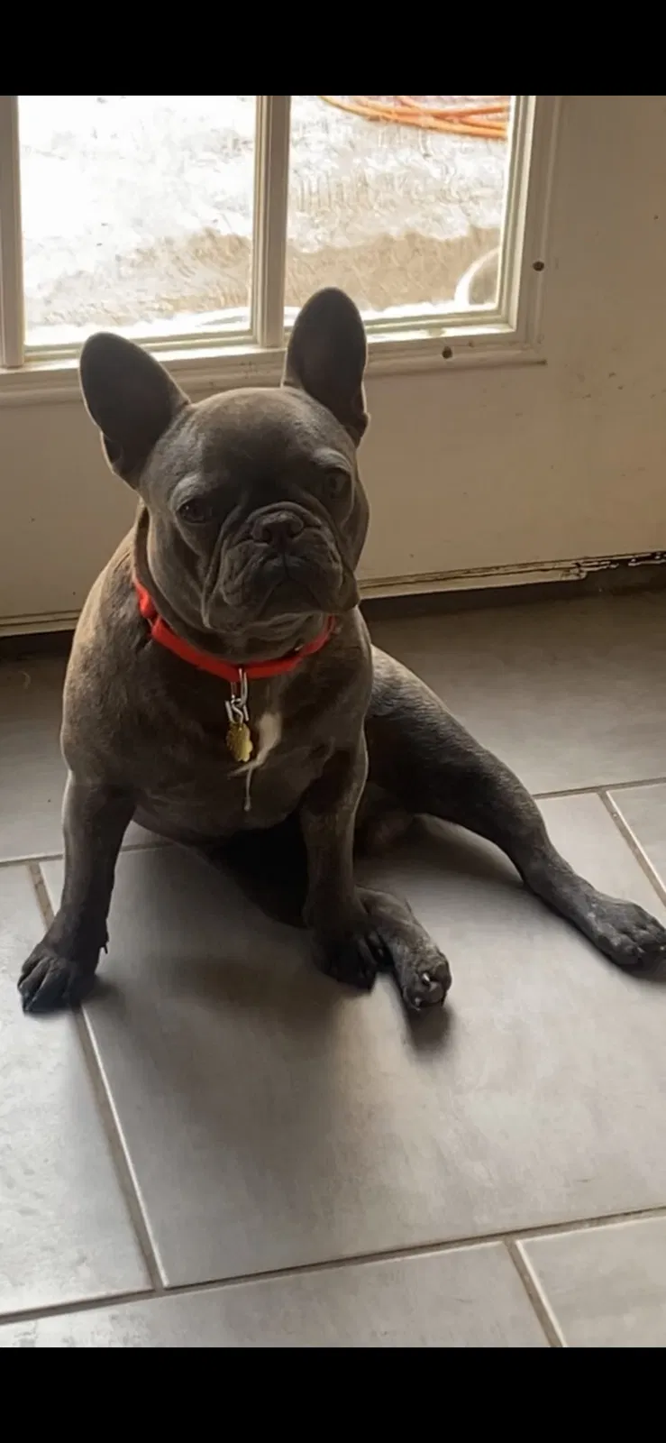 Lost dog in Fort Worth, TX, 76133