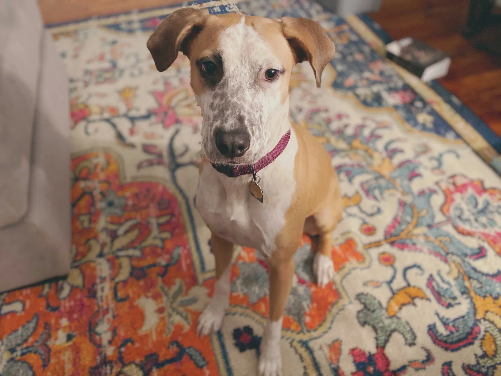 Lost dog in York, PA, 17403